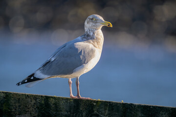 Obraz premium American Herring Gull seagull standing on old weathered wooden board