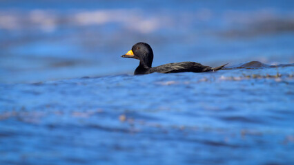 Black Scoter duck swimming in blue ocean water