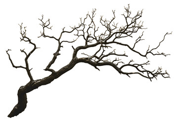 Gnarled Tree Branch with Colorful Lights on Transparent Background, PNG