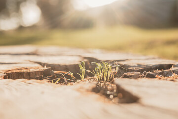Fresh coriander seedlings sprouting in cracks of tree stump