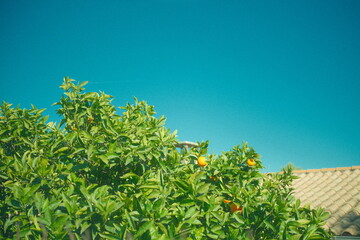 Oranger with a sky view