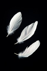 Obraz premium white feathers floating in the air against a black background