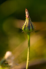 Delicate flower bud poised to bloom under warm sunset light in a tranquil garden