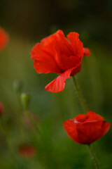 Fototapeta premium Vibrant red poppies bloom gracefully in a serene meadow during a sunny afternoon, enchanting every passerby with their beauty