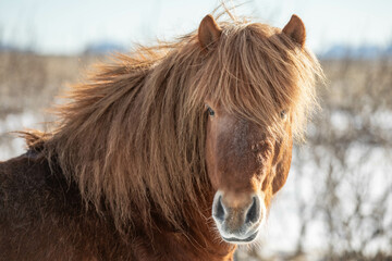 portrait of an icelandic horse © Christina Pichler