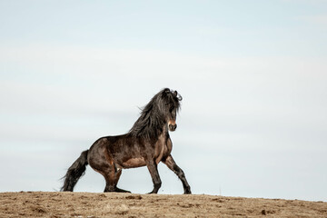 beautiful Icelandic horse on a field	