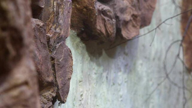 Tamarin monkey climbing a rugged rock wall 