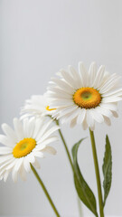 Close-up of three white daisies with vibrant yellow centers against a minimalist light background showcasing natural elegance and beauty