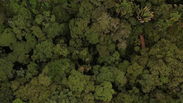 sobrevuelo en un t&iacute;pico bosque tropical colombiano