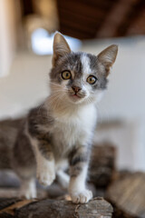 Close up portrait of cute little kitten posing to the camera, clear eyes, blur background