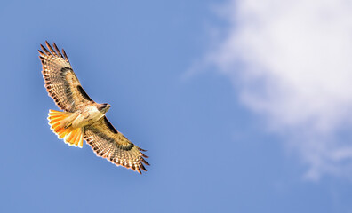 Red Tailed Hawk seen from directly below in search of prey