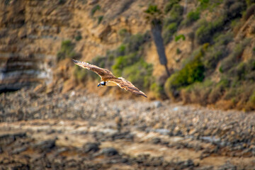 Osprey flying at low altitude looking for prey