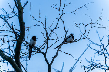 Dos pájaros en las ramas dude un árbol 