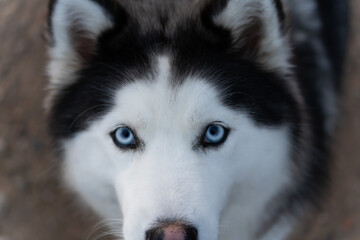 Mirada de un husky siberiano, perro lobo © Cesar