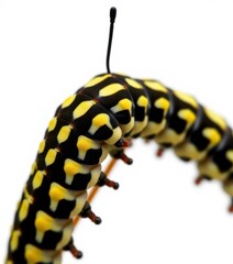 Close-up of a swallowtail caterpillar on a pure white background, legs, studio shot, wildlife