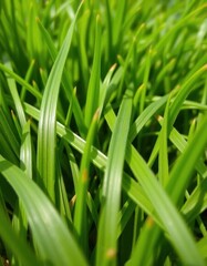 Close-up of lush green grass, showing intricate texture and blades, backdrop, texture