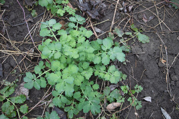 Chelidonium majus medicinal plant growing in the ground, taken from above. The leaves and stems...
