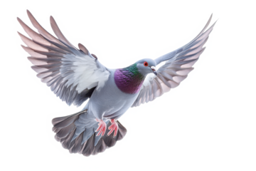 A pigeon in flight with wings spread wide against a stark black background showcasing its plumage