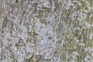 Fototapeta premium Close-up of tree bark texture and background, a detailed photograph. The image shows the intricate patterns and textures of the tree bark