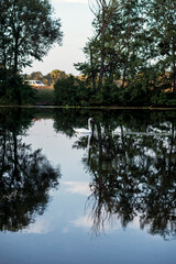 a beautiful summer lake, a white swan is swimming in the middle
