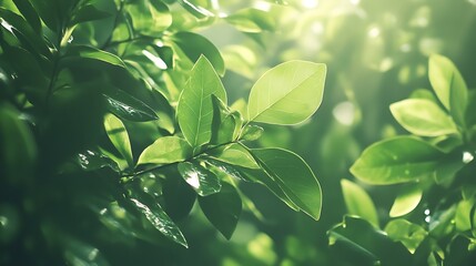 Obraz premium Lush green leaves backlit by sunlight, showing vibrant texture and detail.
