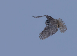 Hawk Owl In Motion