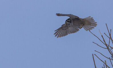 Hawk Owl In Motion