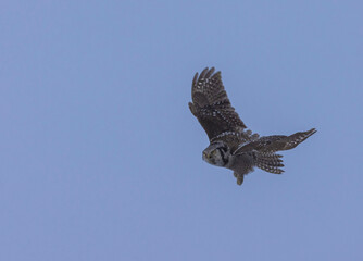 Hawk Owl In Motion