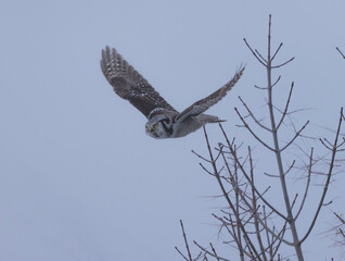 Hawk Owl In Flight