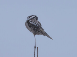 Hawk Owl On Tree Top