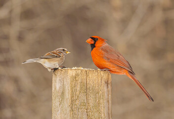 Male Northern Cardinal And Tree Sparrow