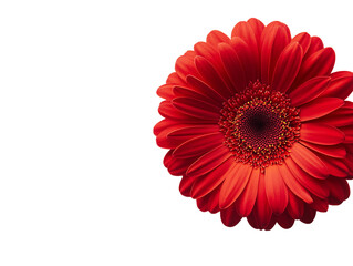 Vibrant Red Gerbera Daisy on Transparent Background, PNG