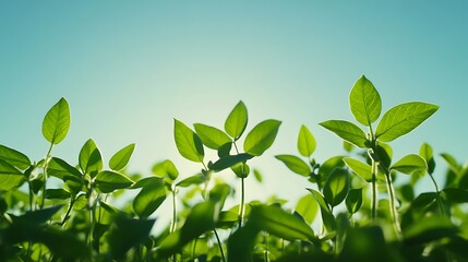 Obraz premium Lush green sprouts reaching for sunlight