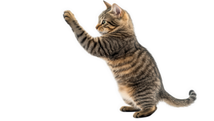 a playful tabby cat stands on its hind legs reaching up with one paw showcasing its curious nature and playful demeanor against a clean white background