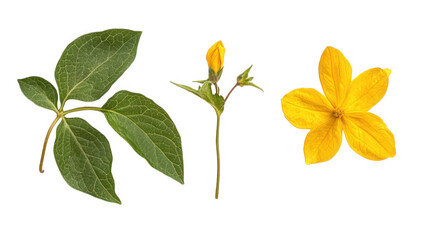 three botanical elements a pair of green leaves a budding flower and a fully opened yellow flower showcasing the beauty and diversity of plant life