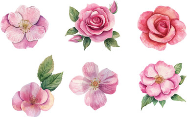 set of pink roses vector