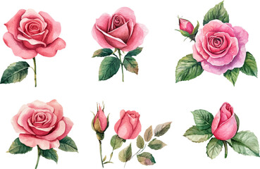 Naklejka premium set of roses vector illustration