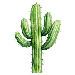 tall green cactus with multiple arms characterized by its ribbed texture and small spines set against a white background conveying a natural and vibrant aesthetic