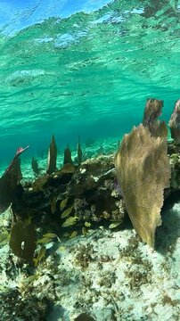 Vibrant Sea Fans and Yellow Grunt Fish Swaying in Cozumel's Turquoise Waters