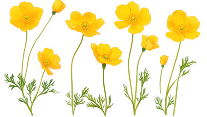 Fototapeta premium vibrant yellow flowers with delicate petals and green foliage arranged in various heights ideal for graphic design or botanical illustrations