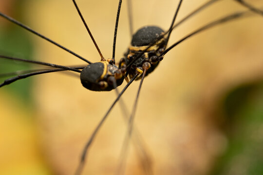 Two harvestmen facing each other, jussara luteovariatta