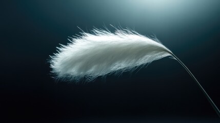 Delicate white feather against dark backdrop