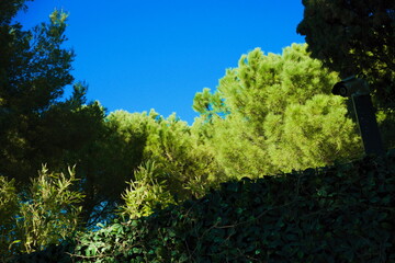 Trees on a blue sky, french riviera