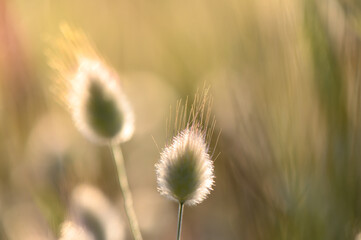 Soft golden light caresses delicate grass tufts in a tranquil meadow during the golden hour of a...