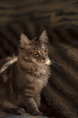 Obraz premium portrait Maine coon kitten of blue ticked color, vertical, copy space