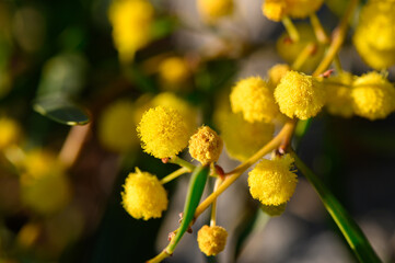Bright yellow flowers bloom under the warm sun, creating a vibrant display of nature's beauty