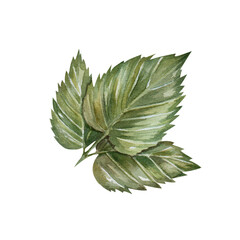 Green juicy raspberry or strawberry leaves. Watercolor botanical illustration, hand drawn, isolated on white background. For print, menu design, recipes, cuisine, wedding invitations, cards