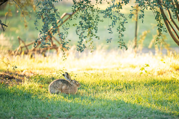 Wild hare sitting in long green grass in rural backyard