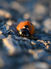 Vibrant ladybug crawls on a textured surface during golden hour, capturing the essence of nature's delicate wonders