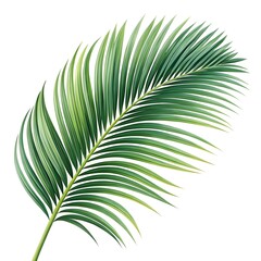 Obraz premium palm leaf isolated on white background